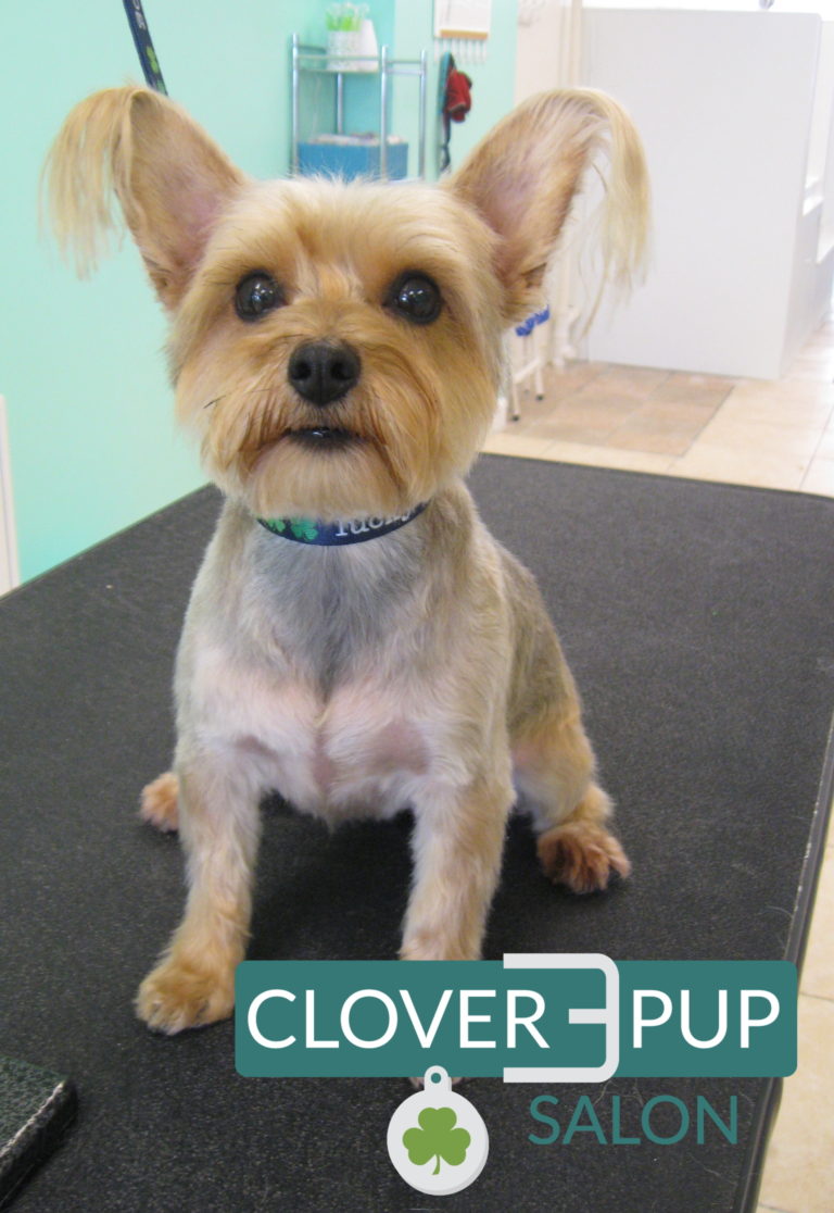 Low Stress Dog Grooming Clover Pup Salon